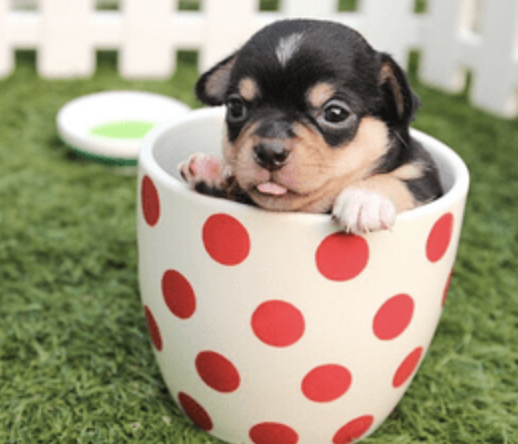 teacup pup